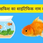 गोल्डफिश का साइंटिफिक नाम क्या है | Goldfish ka Scientific Naam kya hai